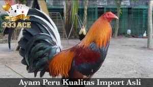 Ayam Peruvian