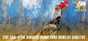 Ciri Dari Ayam bangkok Birma Yang Memiliki Kualitas